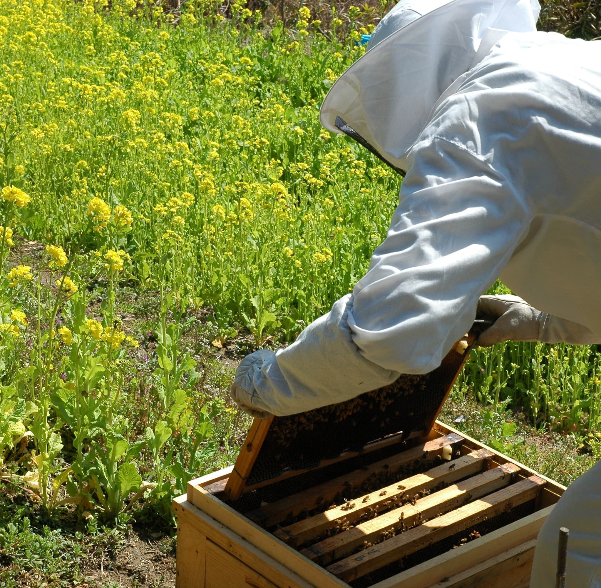 岡山県瀬戸内市牛窓町のペンションくろしお丸のミツバチ