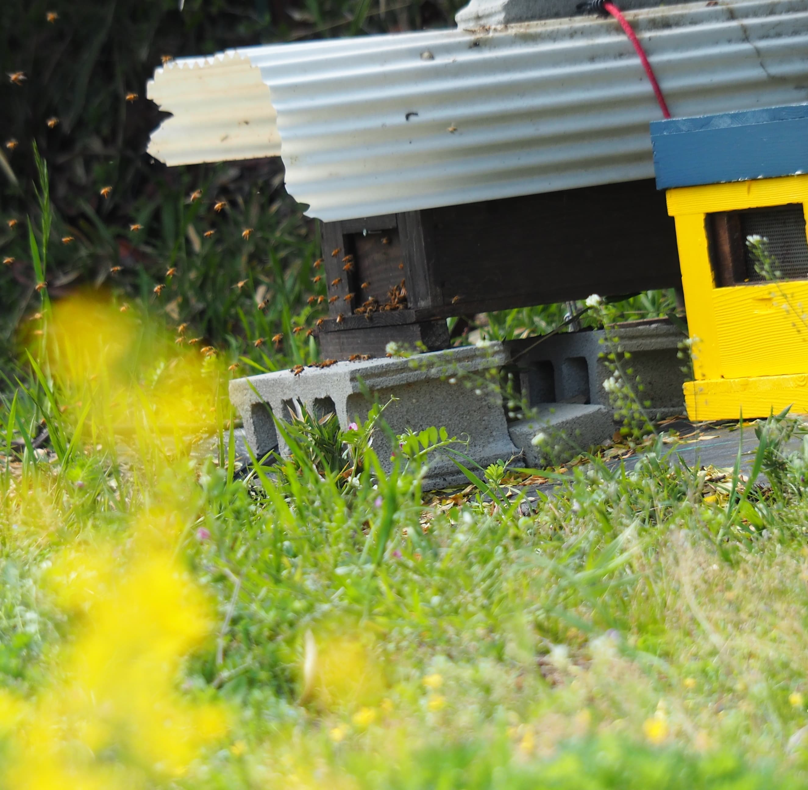 岡山県瀬戸内市牛窓町のペンションくろしお丸のミツバチ