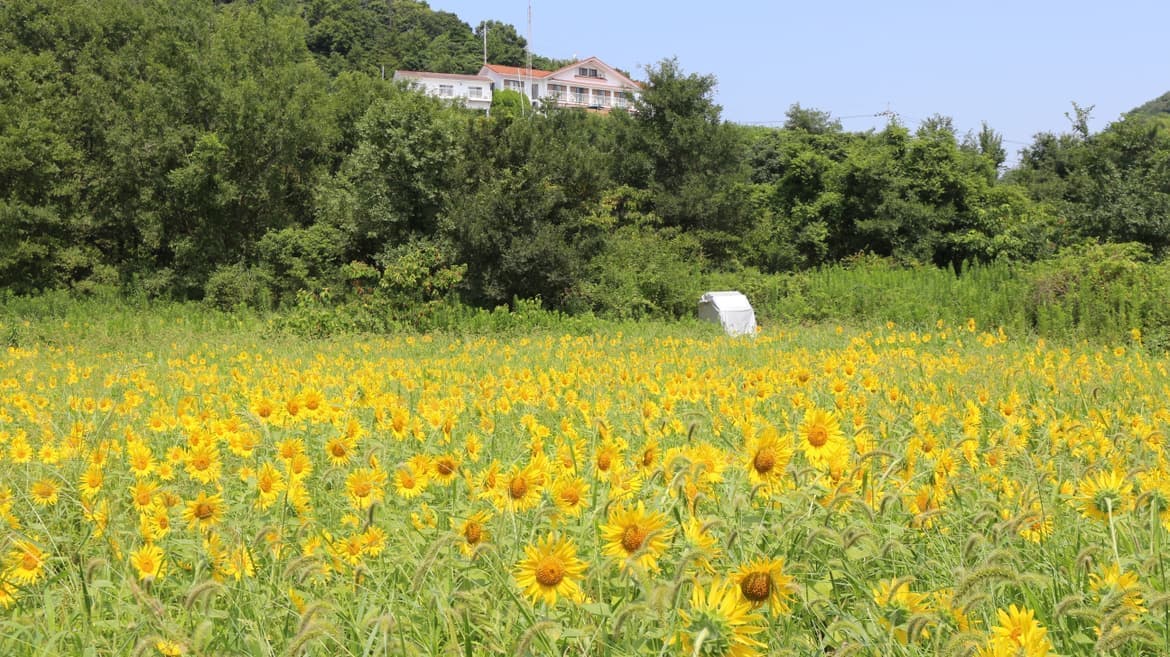 岡山県瀬戸内市牛窓町のペンションくろしお丸のひまわり畑