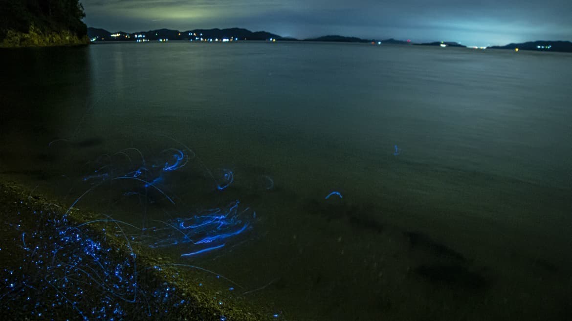 岡山県瀬戸内市牛窓町のペンションくろしお丸とウミホタル